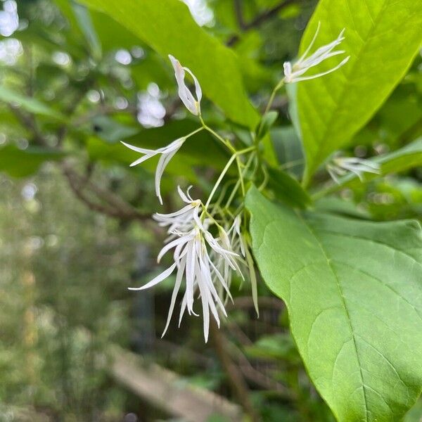 Chionanthus virginicus Blüte