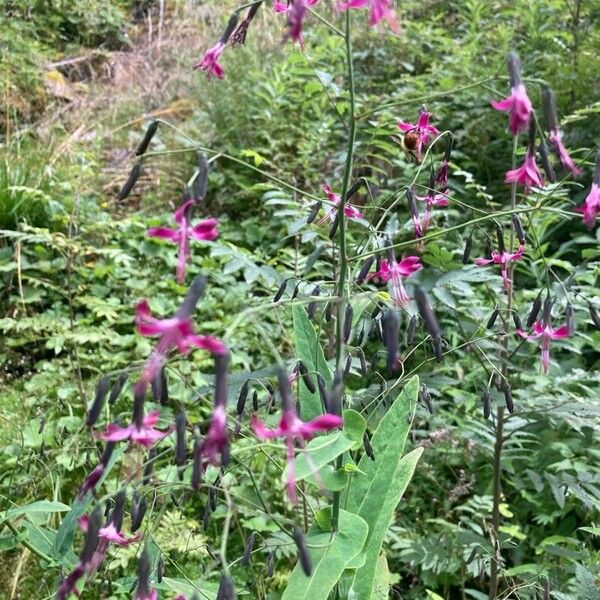 Prenanthes purpurea ফুল