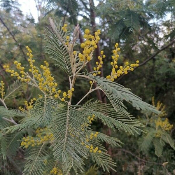 Acacia dealbata Blad