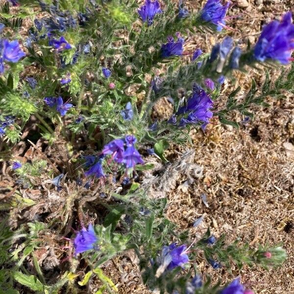 Echium sabulicola Квітка