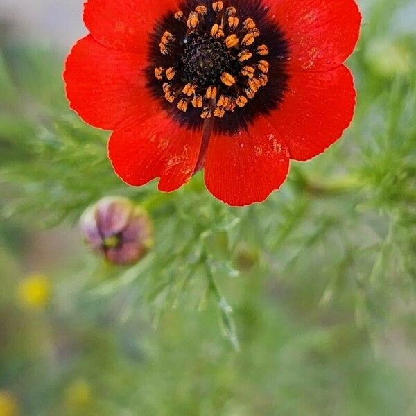 Adonis annua Blomst