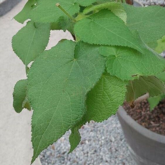 Sparrmannia africana Blad