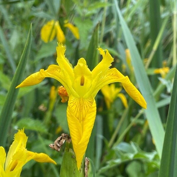 Iris pseudacorus Bloem