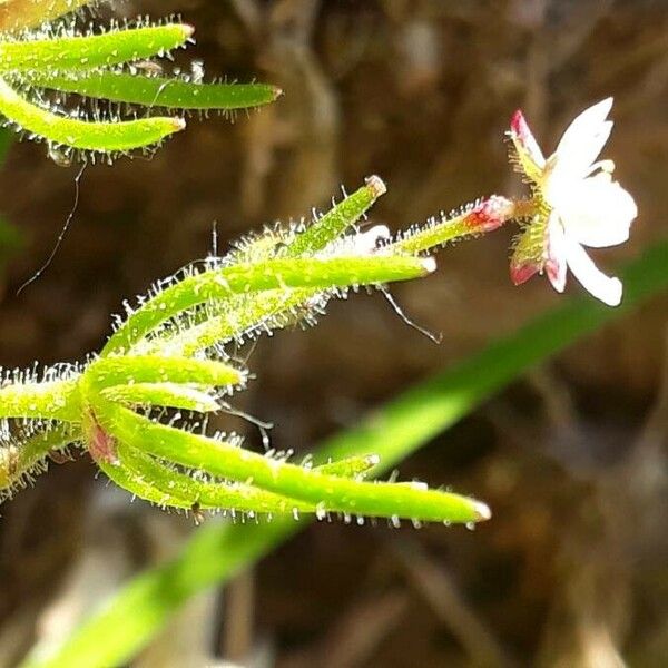 Spergula arvensis Кветка