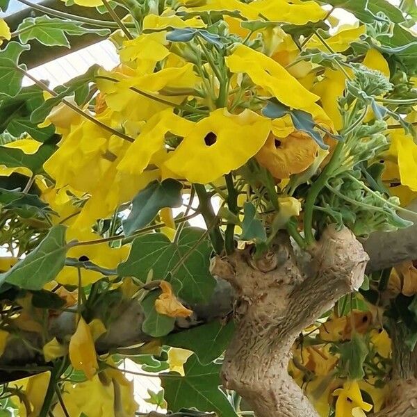 Cyphostemma bainesii Flower