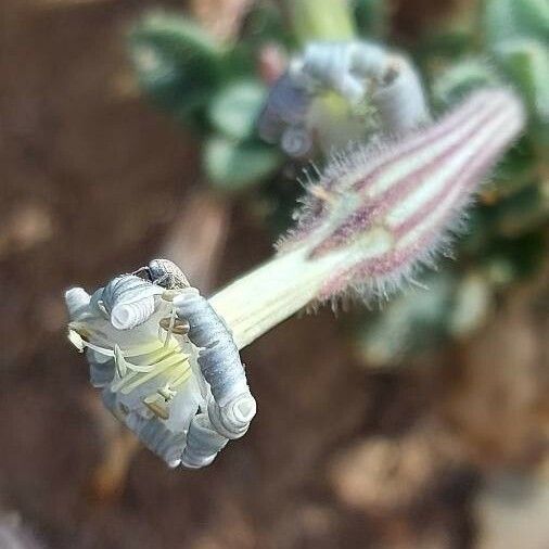 Silene succulenta Flower