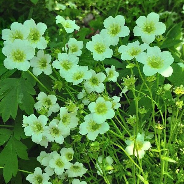 Saxifraga rosacea Blodyn