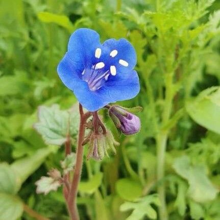 Phacelia campanularia Kwiat