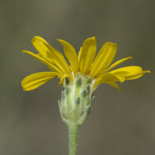 Pyrrocoma uniflora Кветка