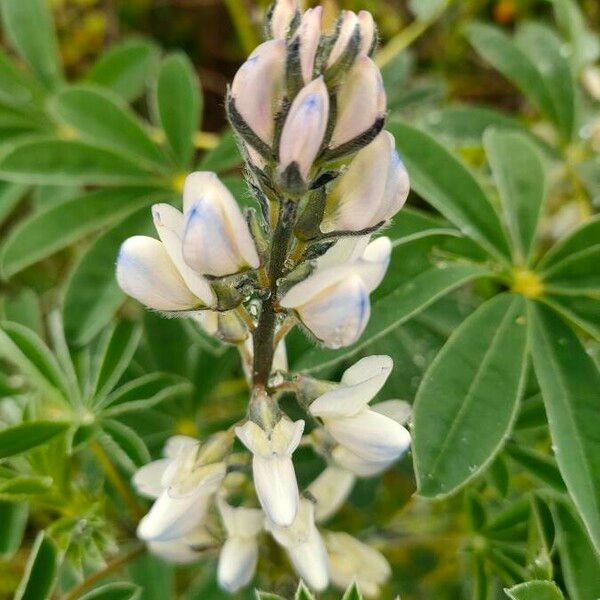 Lupinus albus 花