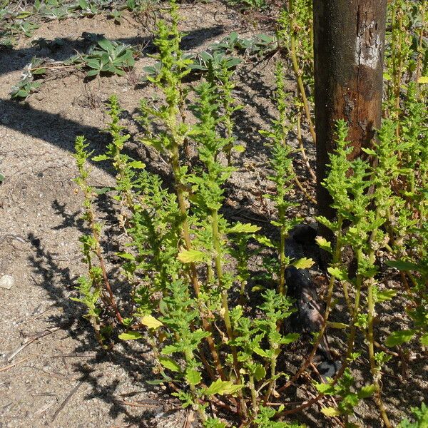 Dysphania pumilio Habit