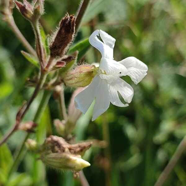 Silene dichotoma Flower