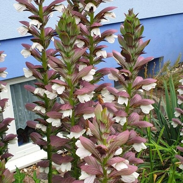 Acanthus spinosus Flor