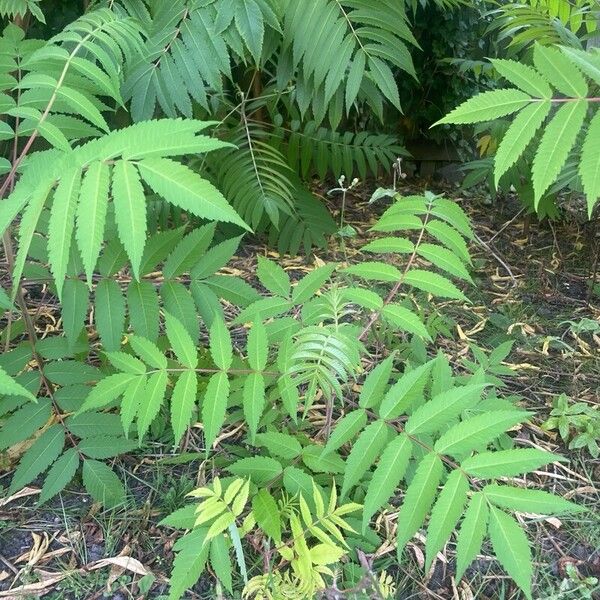 Rhus glabra Liść