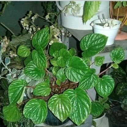 Peperomia pellucida Lehti