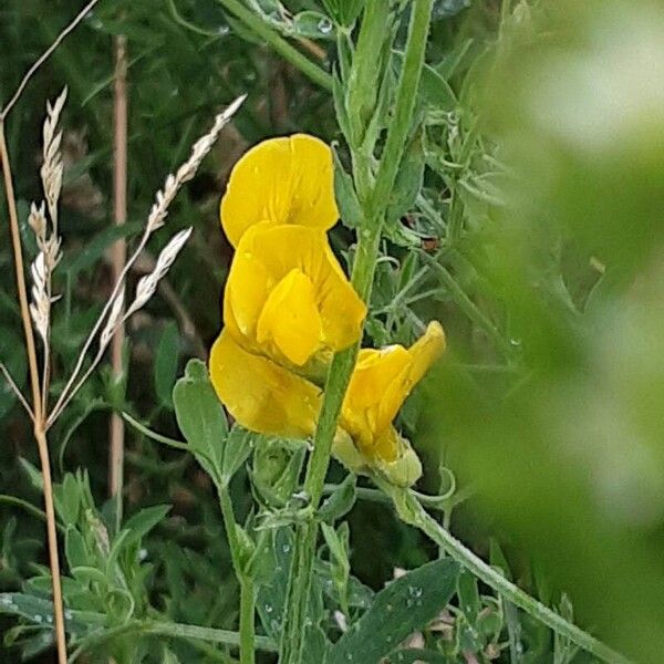 Lathyrus pratensis Blüte