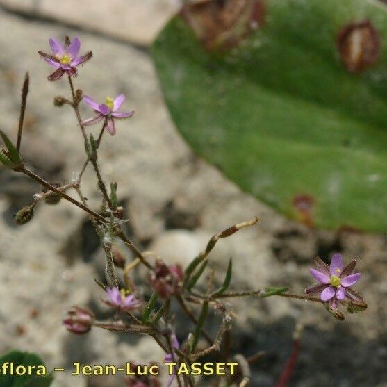 Spergularia diandra Habitat