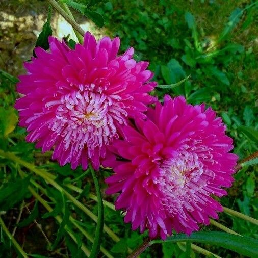 Callistephus chinensis Bloem