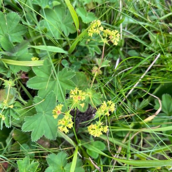 Alchemilla monticola പുഷ്പം