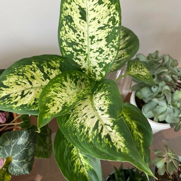 Dieffenbachia seguine Φύλλο