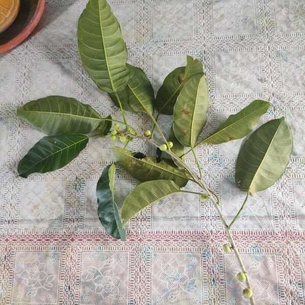 Ficus citrifolia Liść