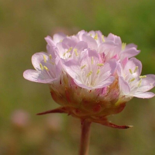 Armeria canescens Λουλούδι