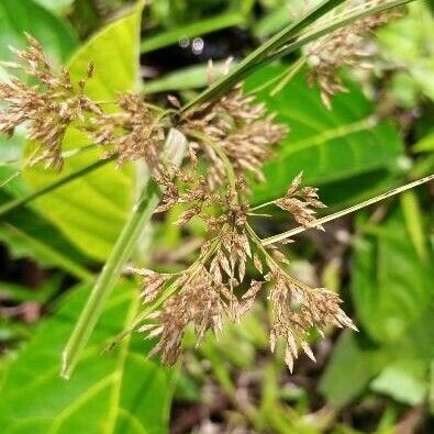 Rhynchospora corymbosa Kukka