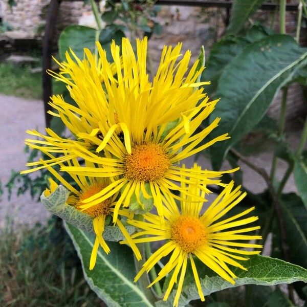 Inula helenium 花