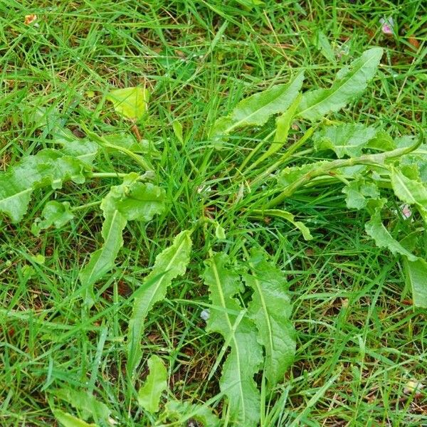 Rumex crispus Leaf