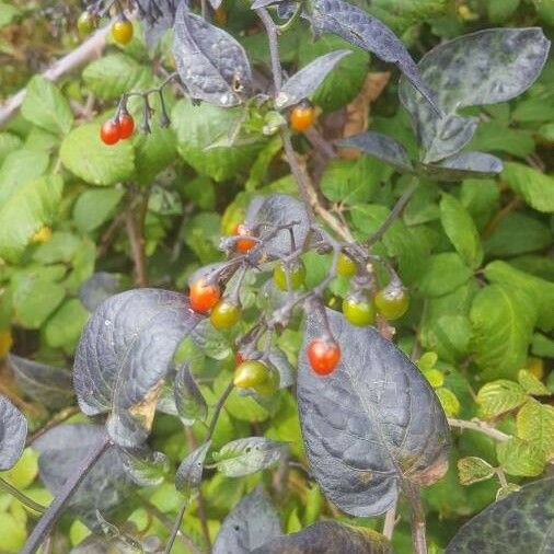 Solanum dulcamara Плод