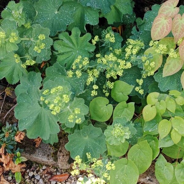 Alchemilla mollis Характер