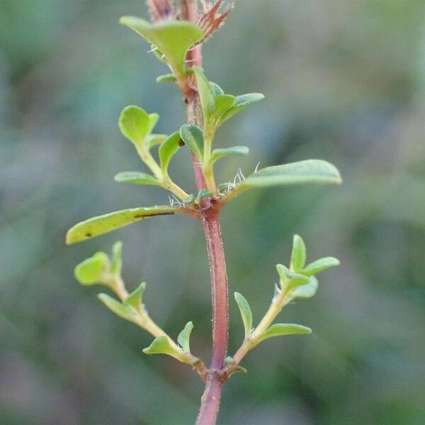 Thymus pulegioides عادت