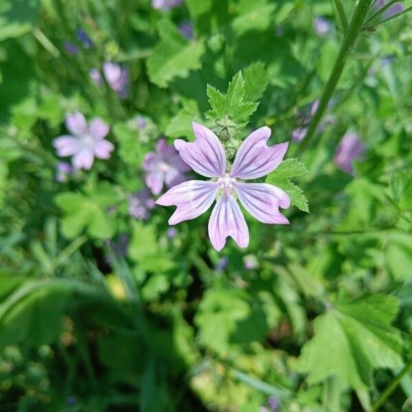 Malva sylvestris Fleur