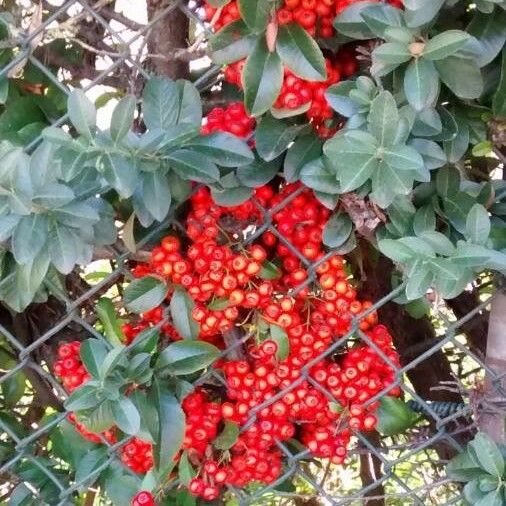 Ilex vomitoria Frukto