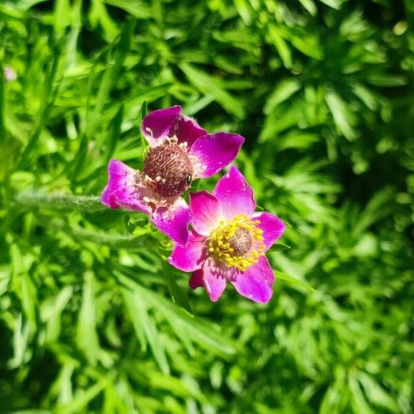 Anemone multifida Kwiat