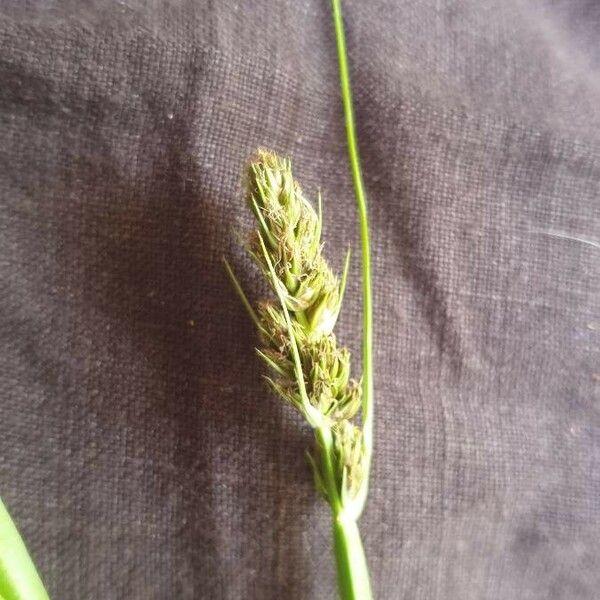 Carex distans Flower