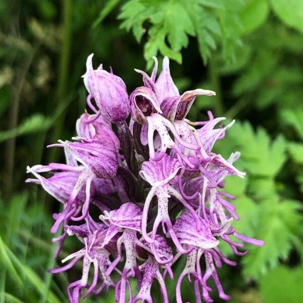 Orchis simia Květ