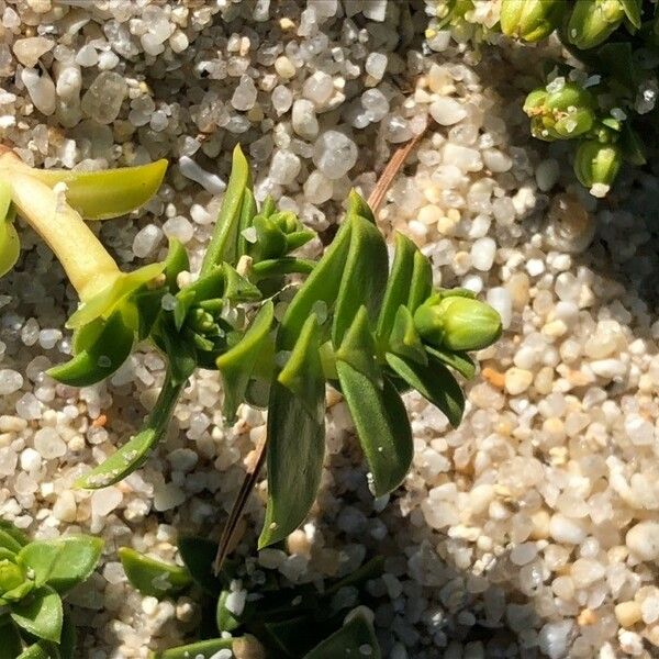 Honckenya peploides Leaf