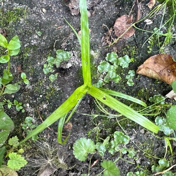 Hypoxis decumbens Fuelha