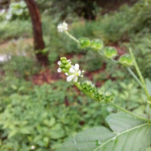 Caperonia palustris 花