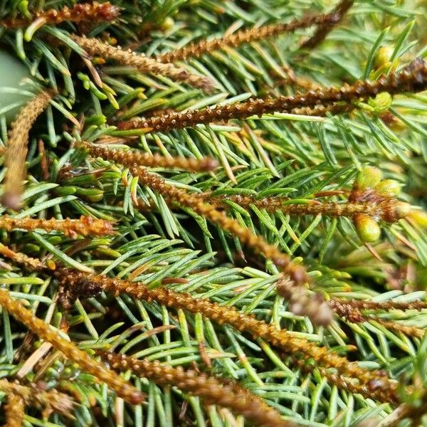 Picea orientalis Кора