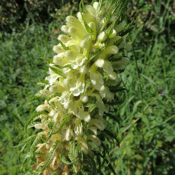 Pedicularis foliosa Kvet