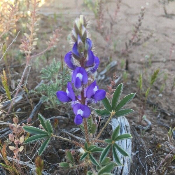 Lupinus pusillus Floare