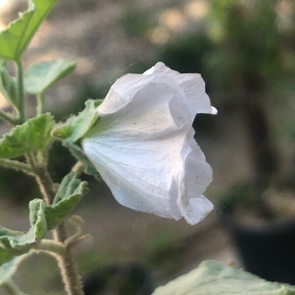 Malva subovata Flors