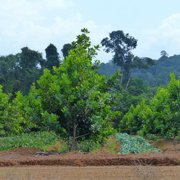 Calophyllum brasiliense 葉