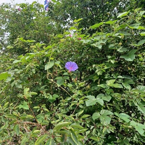 Ipomoea purpurea 花