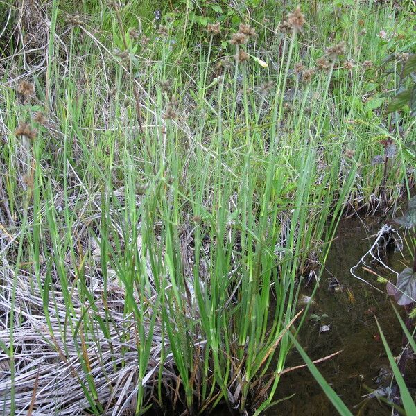 Fuirena pubescens Облик