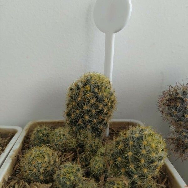 Mammillaria prolifera Лист