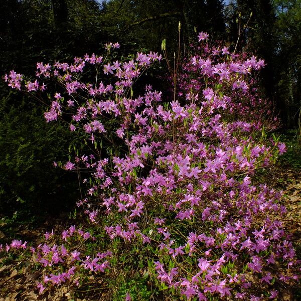 Rhododendron wadanum Celota