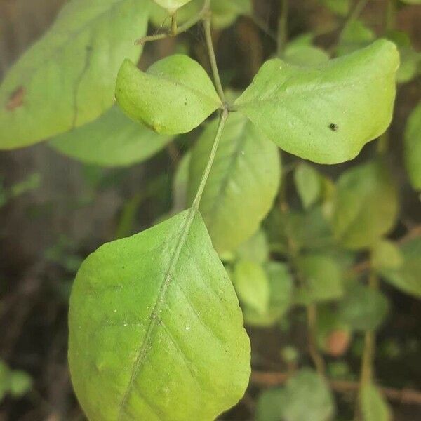 Aegle marmelos Leaf